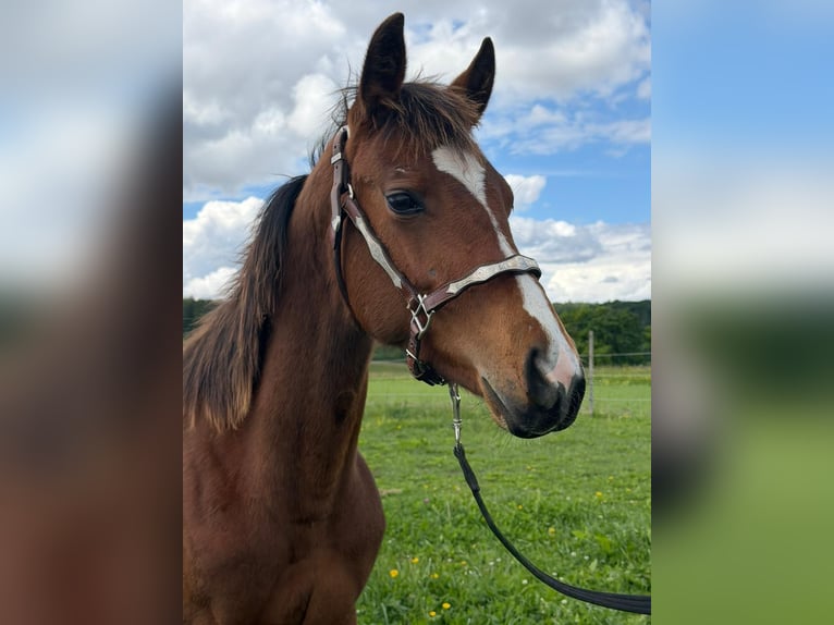 American Quarter Horse Klacz 1 Rok 145 cm Gniada in Rheinfelden