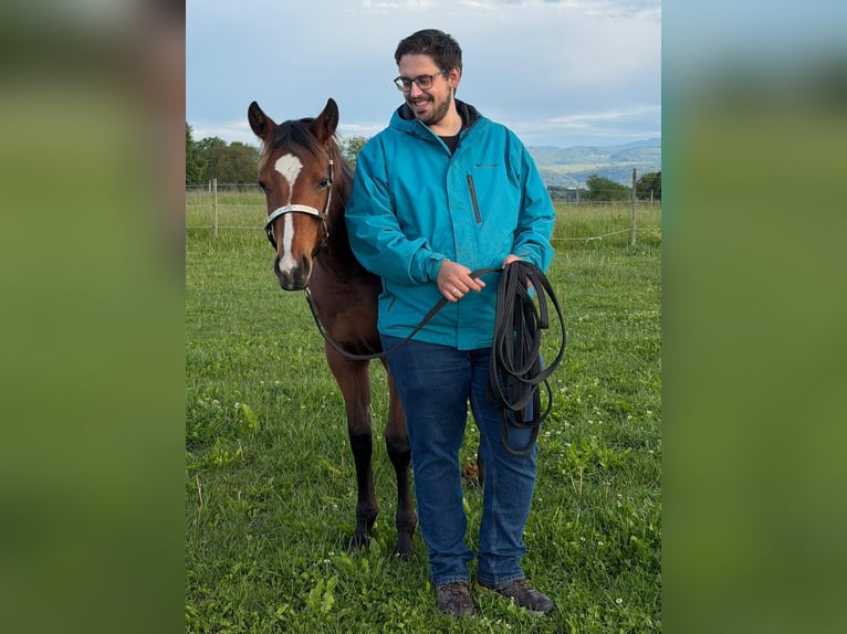 American Quarter Horse Klacz 1 Rok 145 cm Gniada in Rheinfelden
