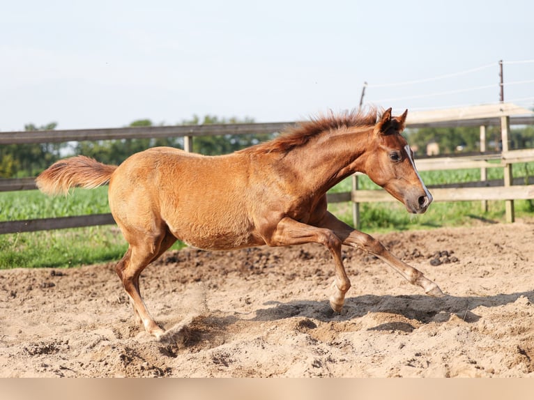 American Quarter Horse Klacz 1 Rok 147 cm Ciemnokasztanowata in WoudenberG