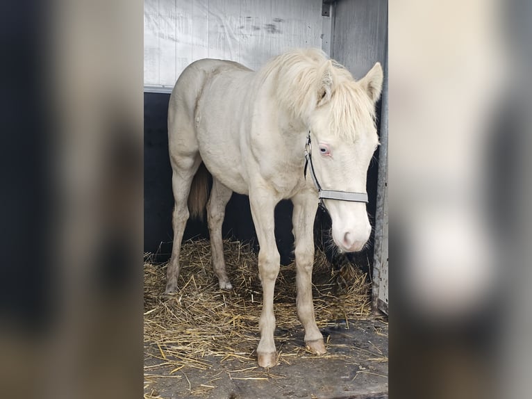 American Quarter Horse Mix Klacz 1 Rok 147 cm Perlino in Groesbeek