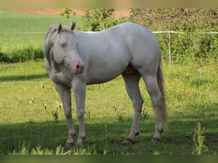 American Quarter Horse Klacz 1 Rok 148 cm Bułana in Petit-Réderching