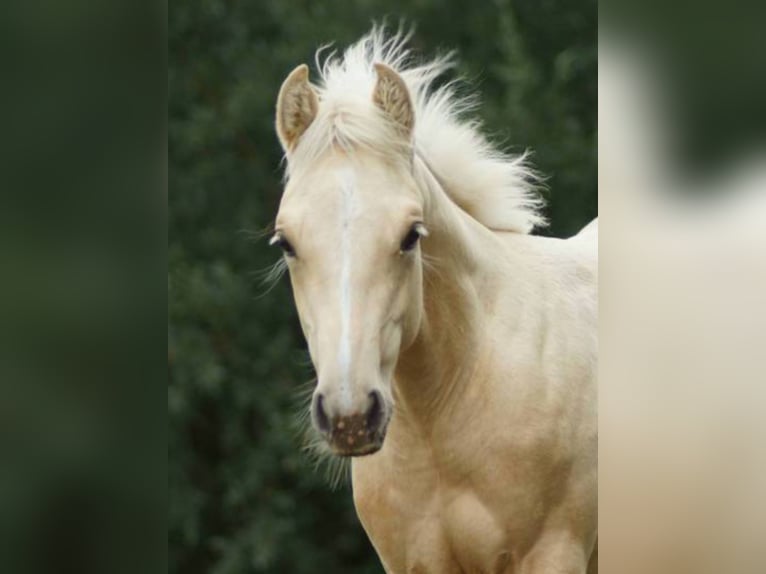 American Quarter Horse Klacz 1 Rok 148 cm Izabelowata in Linsburg