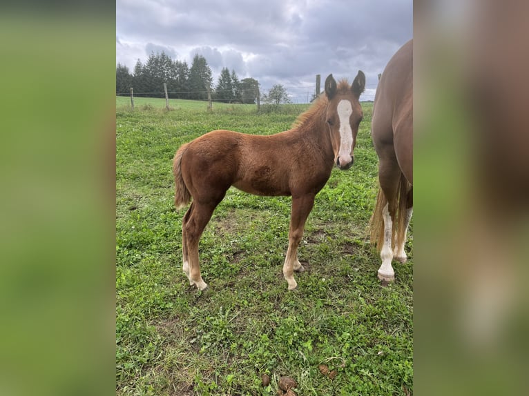 American Quarter Horse Klacz 1 Rok 148 cm Kasztanowata in Daleiden