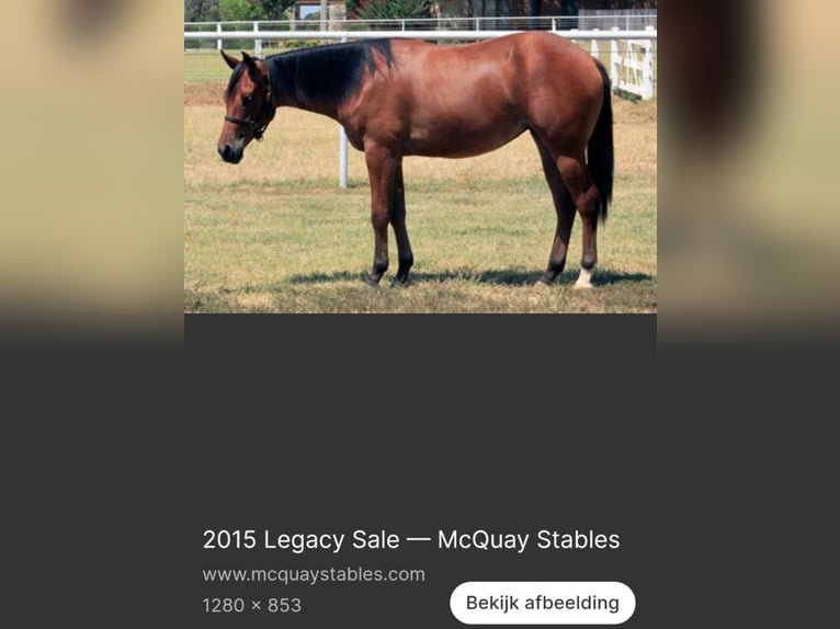 American Quarter Horse Klacz 1 Rok 149 cm Bułana in Bergen op Zoom