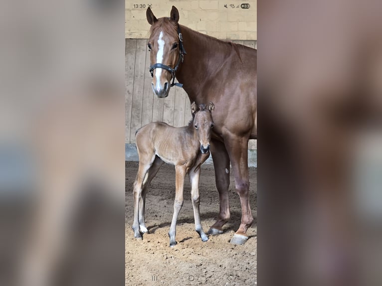 American Quarter Horse Klacz 1 Rok 149 cm Gniada in Kierspe
