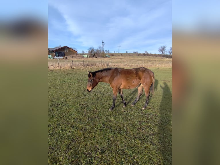 American Quarter Horse Klacz 1 Rok 150 cm Bułana in Pfullendorf