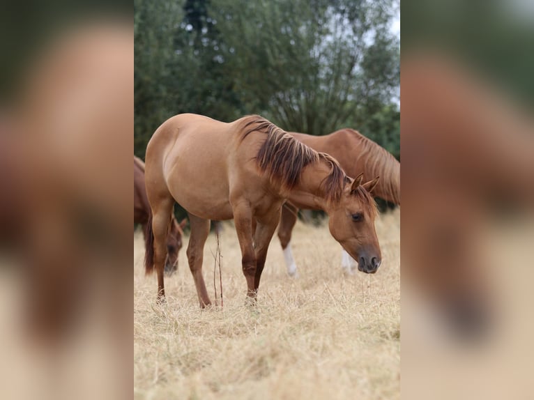 American Quarter Horse Klacz 1 Rok 150 cm Bułana in Nieuwrode