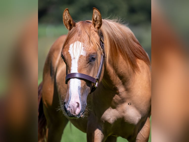 American Quarter Horse Klacz 1 Rok 150 cm Bułana in Ungenach