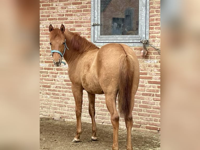 American Quarter Horse Klacz 1 Rok 150 cm Bułana in Herselt