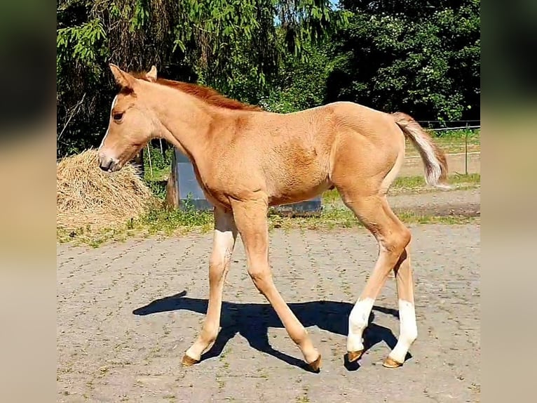 American Quarter Horse Klacz 1 Rok 150 cm Bułana in Weilmünster