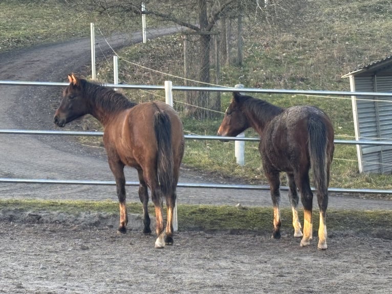 American Quarter Horse Klacz 1 Rok 150 cm Ciemnogniada in Höringen