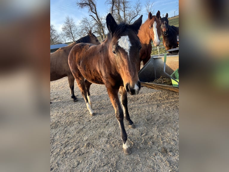 American Quarter Horse Klacz 1 Rok 150 cm Ciemnogniada in Höringen