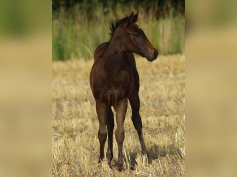 American Quarter Horse Klacz 1 Rok 150 cm Ciemnogniada in Linsburg