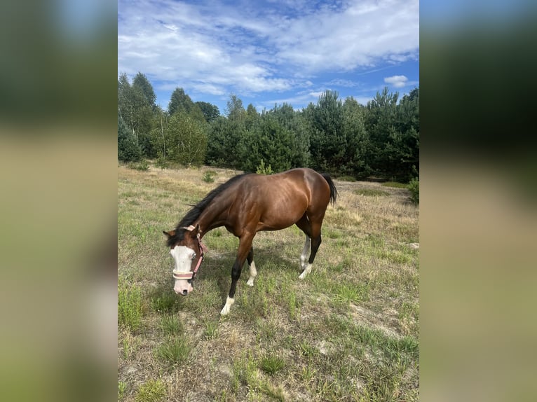 American Quarter Horse Klacz 1 Rok 150 cm Ciemnogniada in Warsaw