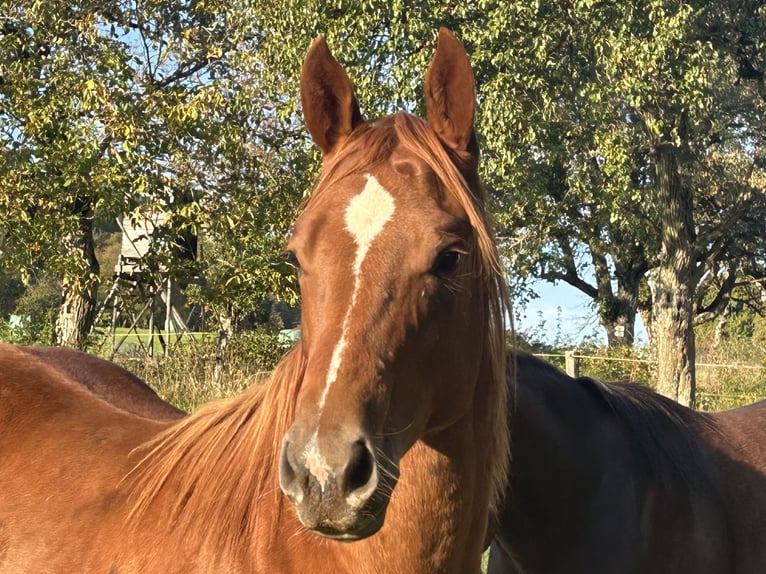 American Quarter Horse Klacz 1 Rok 150 cm Ciemnokasztanowata in Lembach