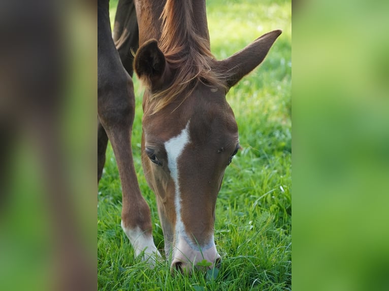 American Quarter Horse Klacz 1 Rok 150 cm Ciemnokasztanowata in Neustadt am Rübenberge