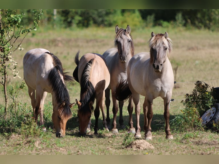 American Quarter Horse Mix Klacz 1 Rok 150 cm Formy Brown Falb in Rochlitz