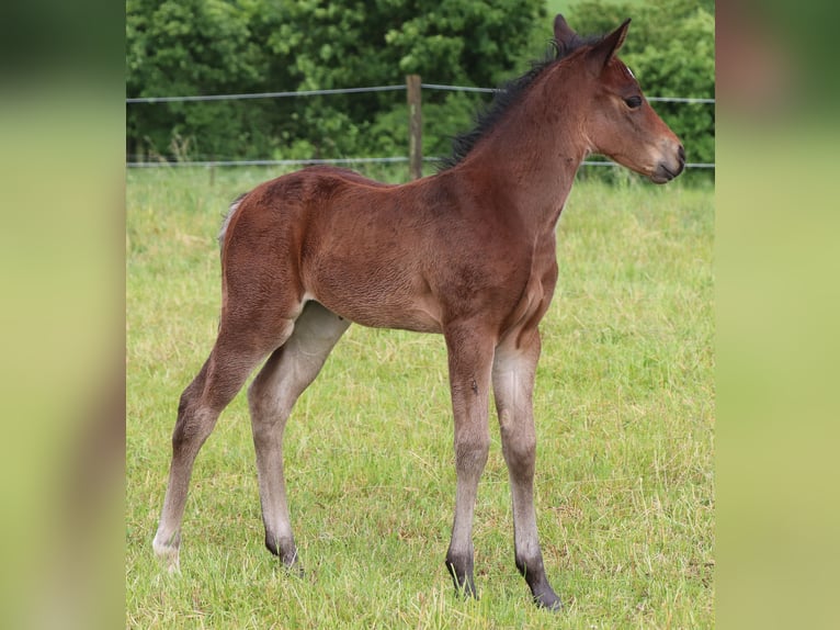 American Quarter Horse Klacz 1 Rok 150 cm Gniada in Müglitztal