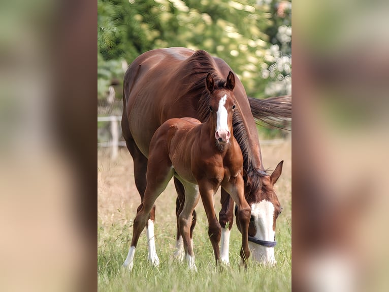 American Quarter Horse Klacz 1 Rok 150 cm Gniada in Celle