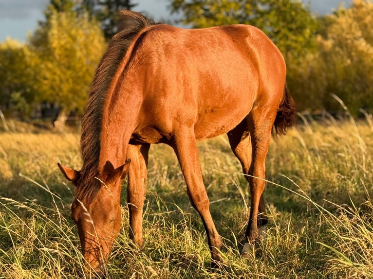 American Quarter Horse Klacz 1 Rok 150 cm Gniada in Kindelbrück
