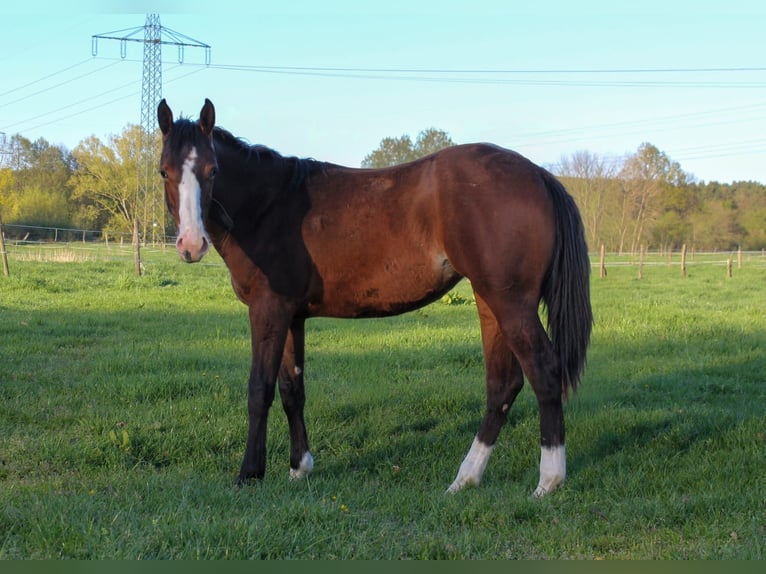 American Quarter Horse Klacz 1 Rok 150 cm Gniada in Celle