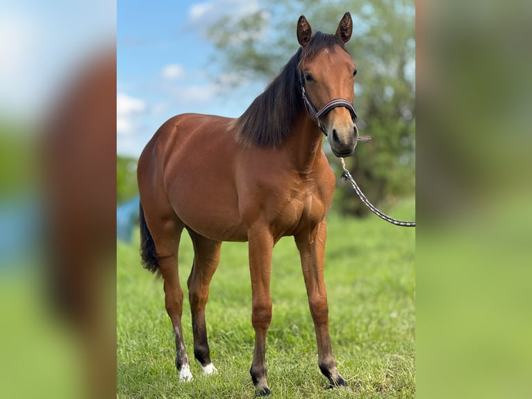 American Quarter Horse Klacz 1 Rok 150 cm Gniada in Kindelbrück