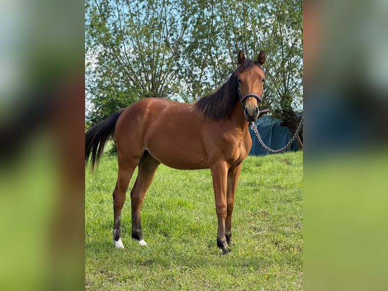 American Quarter Horse Klacz 1 Rok 150 cm Gniada in Kindelbrück