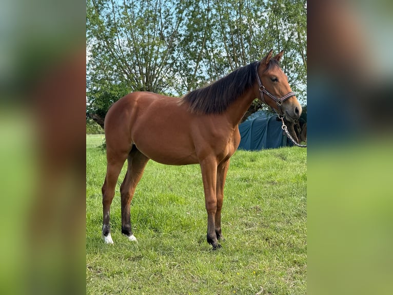 American Quarter Horse Klacz 1 Rok 150 cm Gniada in Kindelbrück
