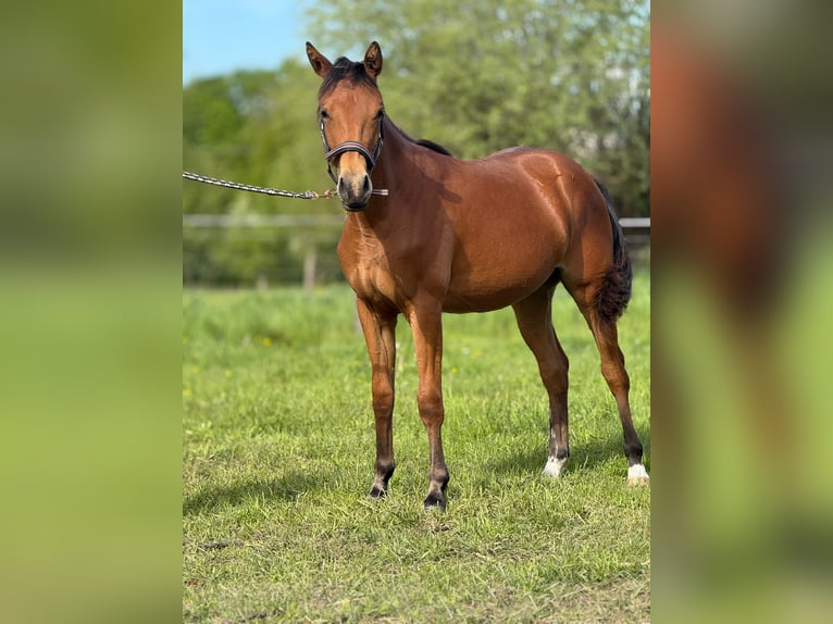 American Quarter Horse Klacz 1 Rok 150 cm Gniada in Kindelbrück