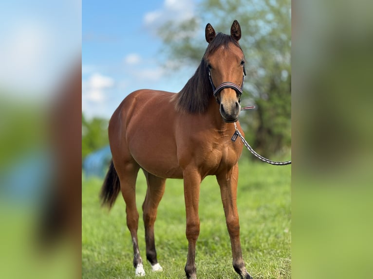 American Quarter Horse Klacz 1 Rok 150 cm Gniada in Kindelbrück