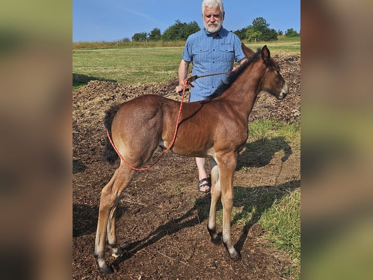 American Quarter Horse Klacz 1 Rok 150 cm Gniadodereszowata in Müglitztal