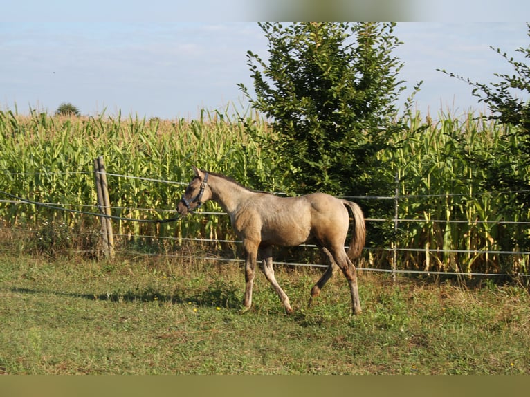 American Quarter Horse Klacz 1 Rok 150 cm Grullo in Sulzheim