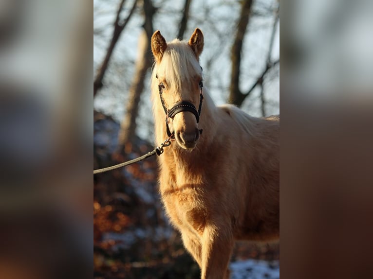 American Quarter Horse Klacz 1 Rok 150 cm Izabelowata in Hellenthal