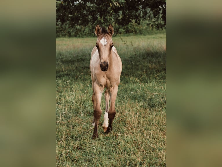American Quarter Horse Mix Klacz 1 Rok 150 cm Jelenia in D&#xF6;rnberg