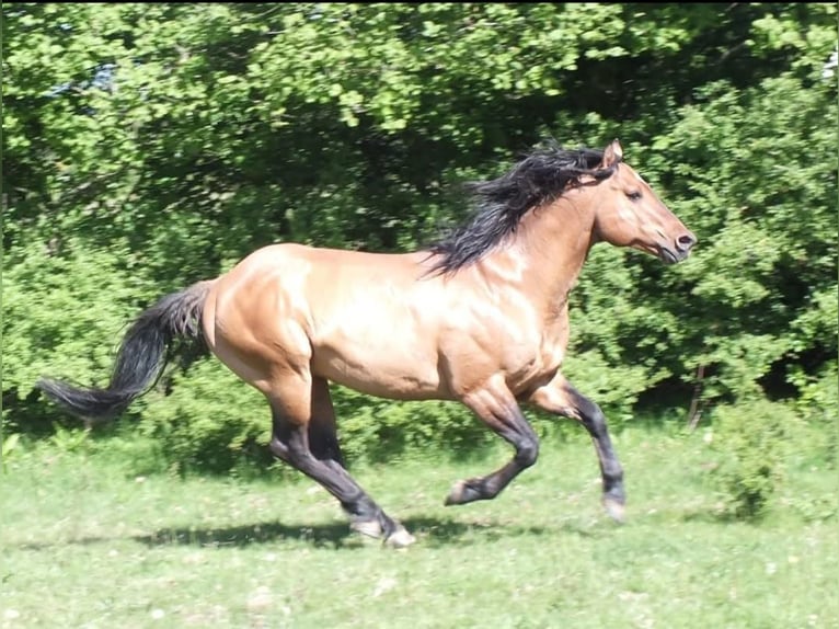 American Quarter Horse Klacz 1 Rok 150 cm Jelenia in Weiden