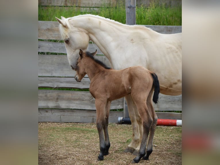 American Quarter Horse Klacz 1 Rok 150 cm Jelenia in Weiden