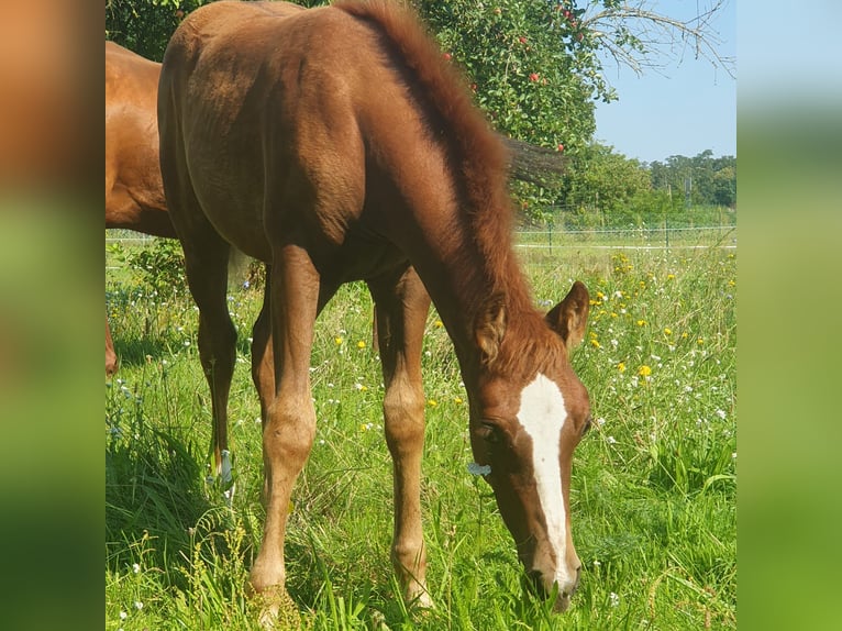 American Quarter Horse Klacz 1 Rok 150 cm Kasztanowata in Berlin