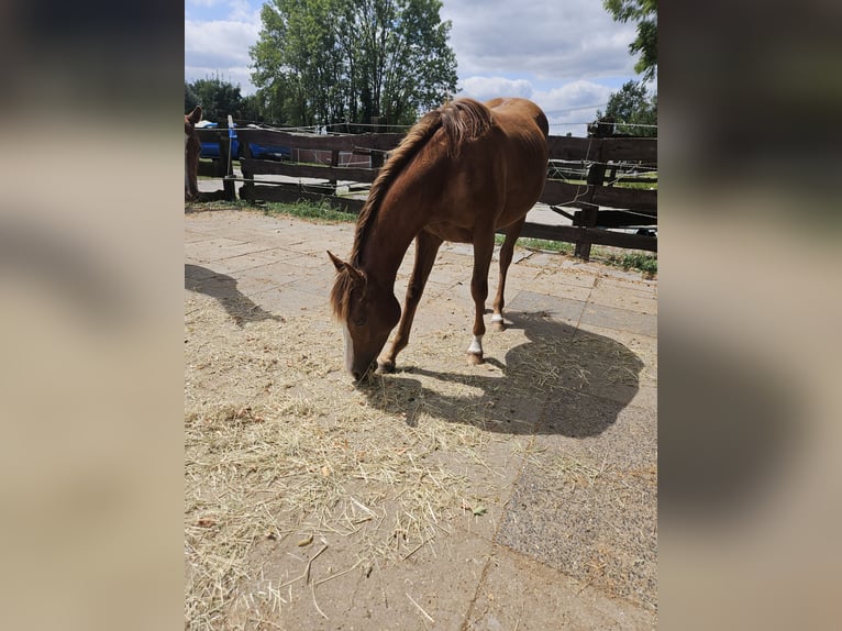 American Quarter Horse Klacz 1 Rok 150 cm Kasztanowata in Bergkamen