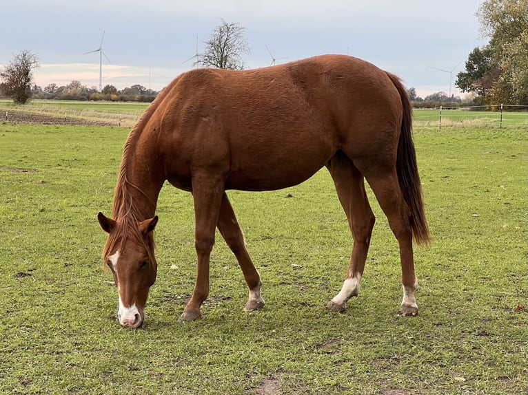 American Quarter Horse Klacz 1 Rok 150 cm Kasztanowata in Neustadt am R&#xFC;benberge