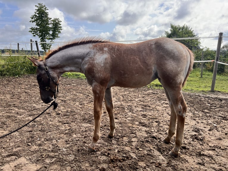 American Quarter Horse Klacz 1 Rok 150 cm Kasztanowatodereszowata in Chüden