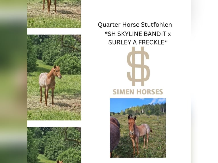 American Quarter Horse Klacz 1 Rok 150 cm Kasztanowatodereszowata in Steinen