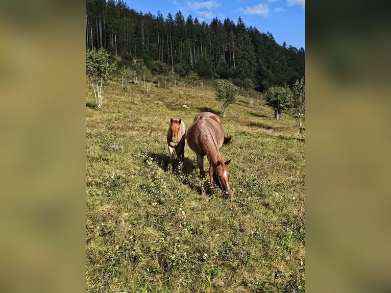 American Quarter Horse Klacz 1 Rok 150 cm Kasztanowatodereszowata in Steinen
