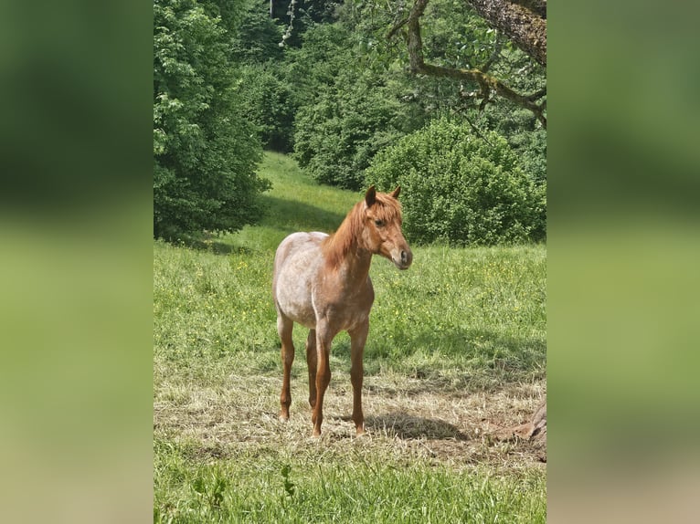 American Quarter Horse Klacz 1 Rok 150 cm Kasztanowatodereszowata in Steinen