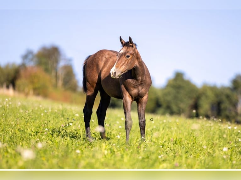 American Quarter Horse Klacz 1 Rok 150 cm Siwa in Pram