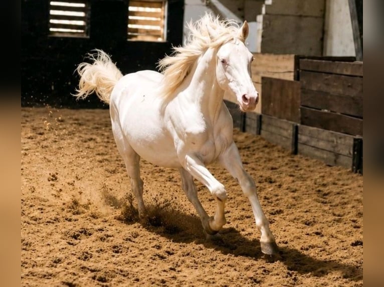 American Quarter Horse Klacz 1 Rok 150 cm Szampańska in Saterland