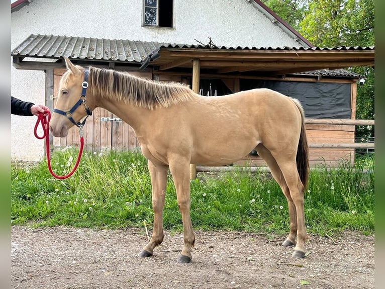 American Quarter Horse Klacz 1 Rok 150 cm Szampańska in Burgheim