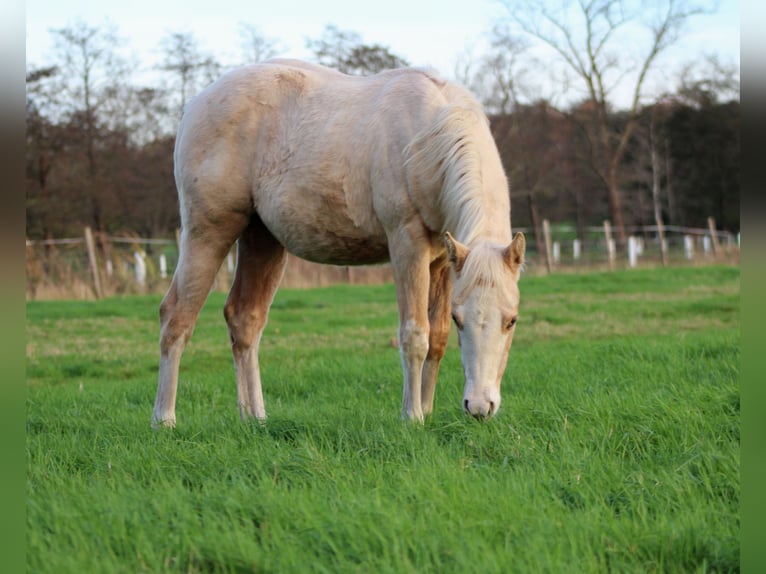 American Quarter Horse Klacz 1 Rok 151 cm Izabelowata in Stade