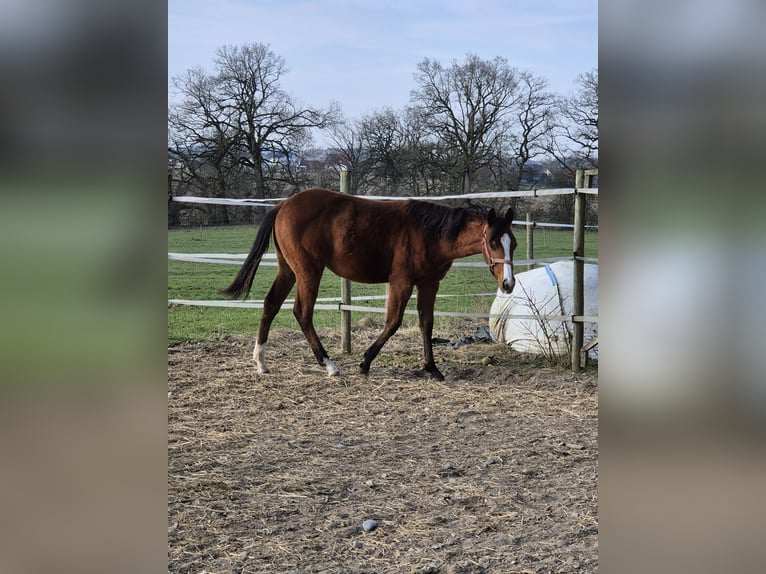 American Quarter Horse Klacz 1 Rok 152 cm Gniada in Herdwangen-Schönach