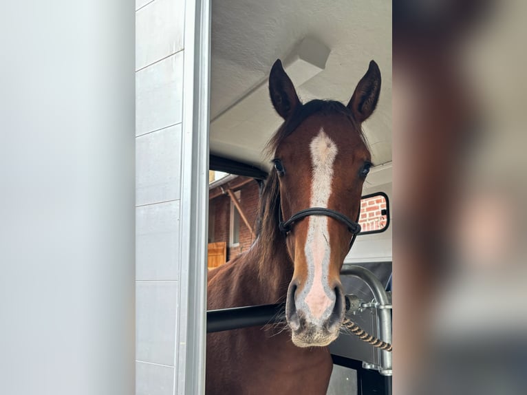 American Quarter Horse Mix Klacz 1 Rok 152 cm Gniada in Heinsberg