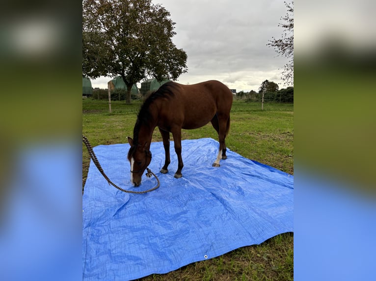 American Quarter Horse Mix Klacz 1 Rok 152 cm Gniada in Heinsberg